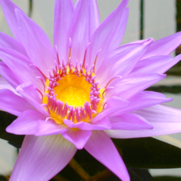 Symbol image SAP Add-on clavisFiori WM